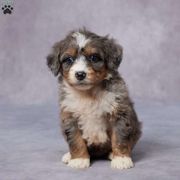 Cali, Mini Bernedoodle Puppy